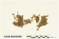 藏品(棉苔科)的圖片